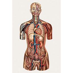 anatomie